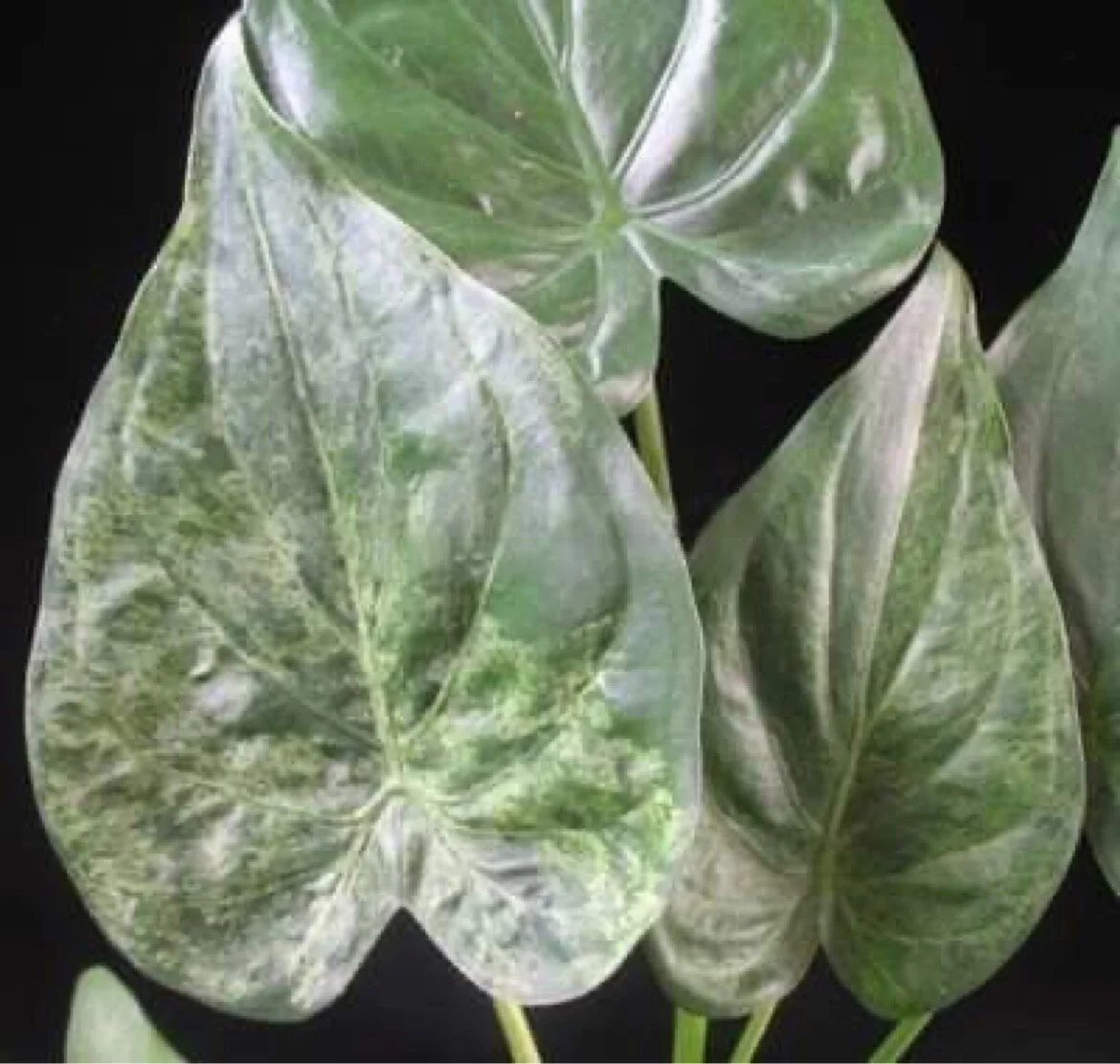 ALOCASIA CUCULLATA 'WHITE LACE' — Aroidpedia